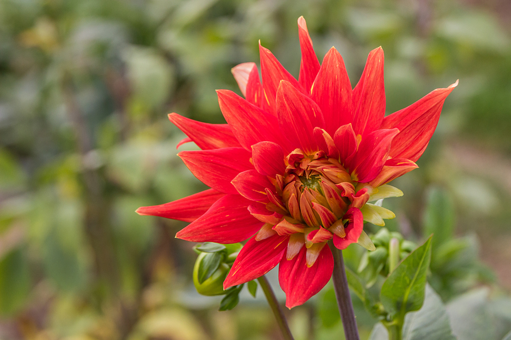 Blüten in unserem Industriegebiet