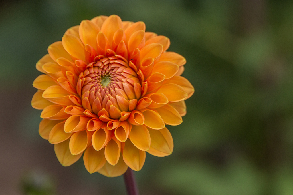 Blüten in unserem Industriegebiet