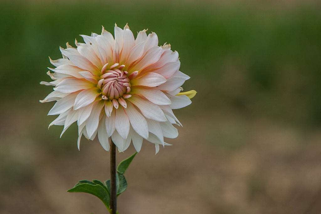 Blüten in unserem Industriegebiet