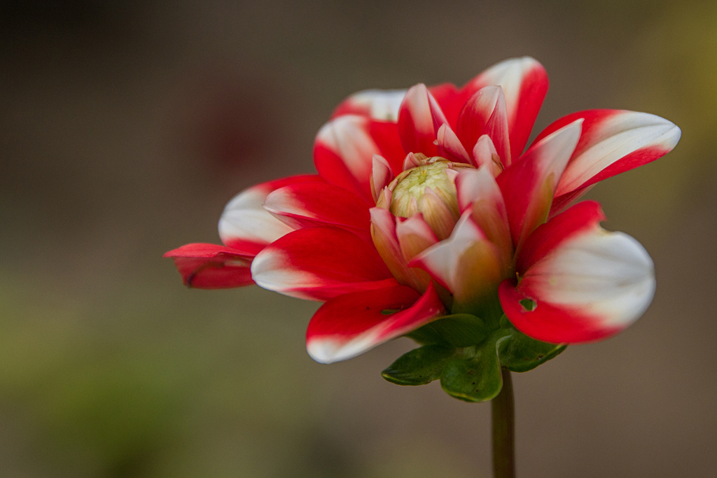 Blüten in unserem Industriegebiet