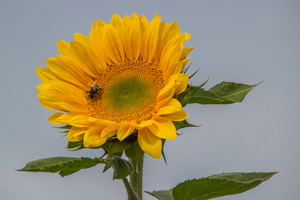 Blüten in unserem Industriegebiet