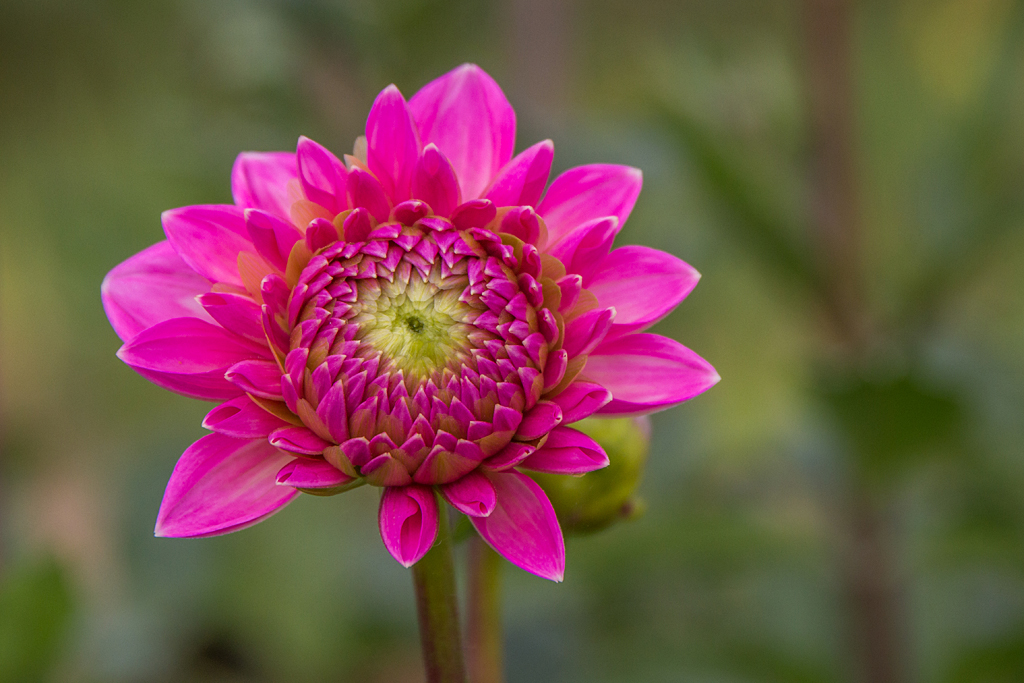 Blüten in unserem Industriegebiet