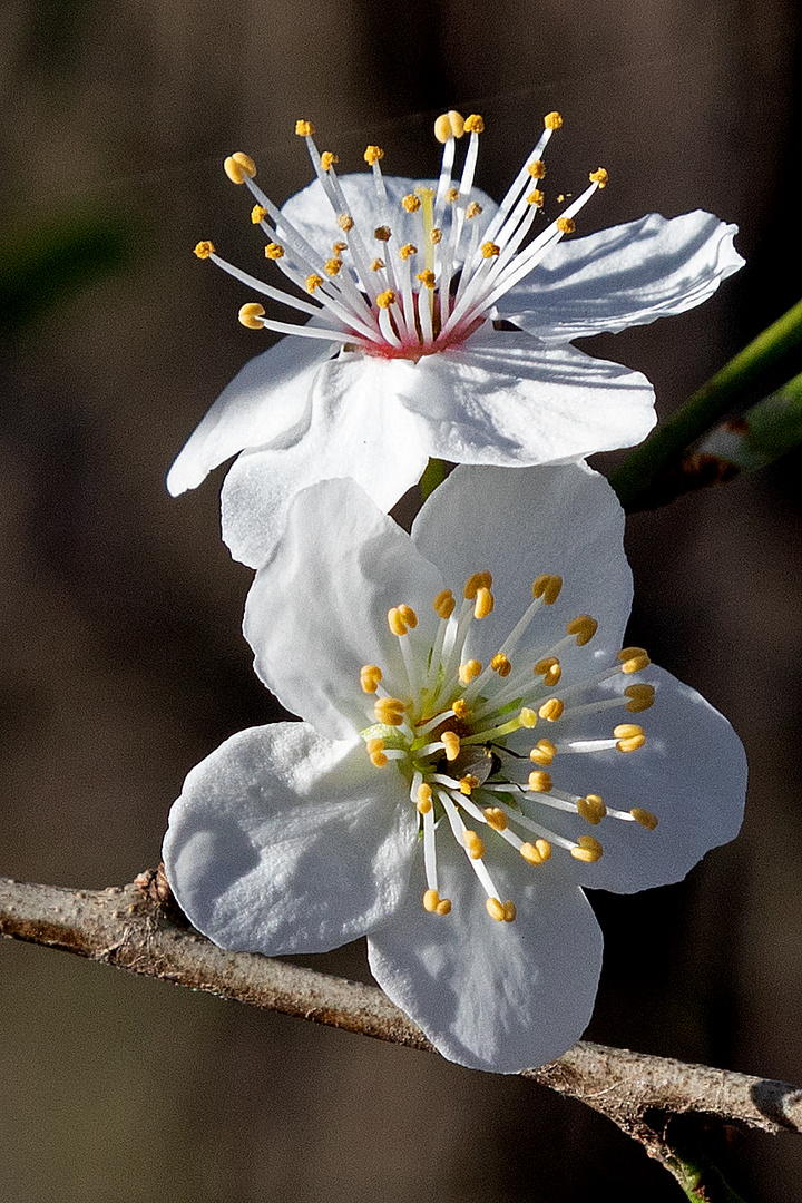 Blüten in voller Pracht