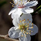 Blüten in voller Pracht