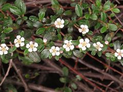 Blüten in weiß 