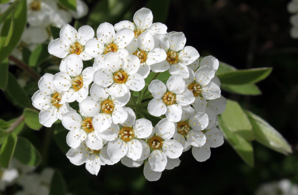 Blüten in weiß