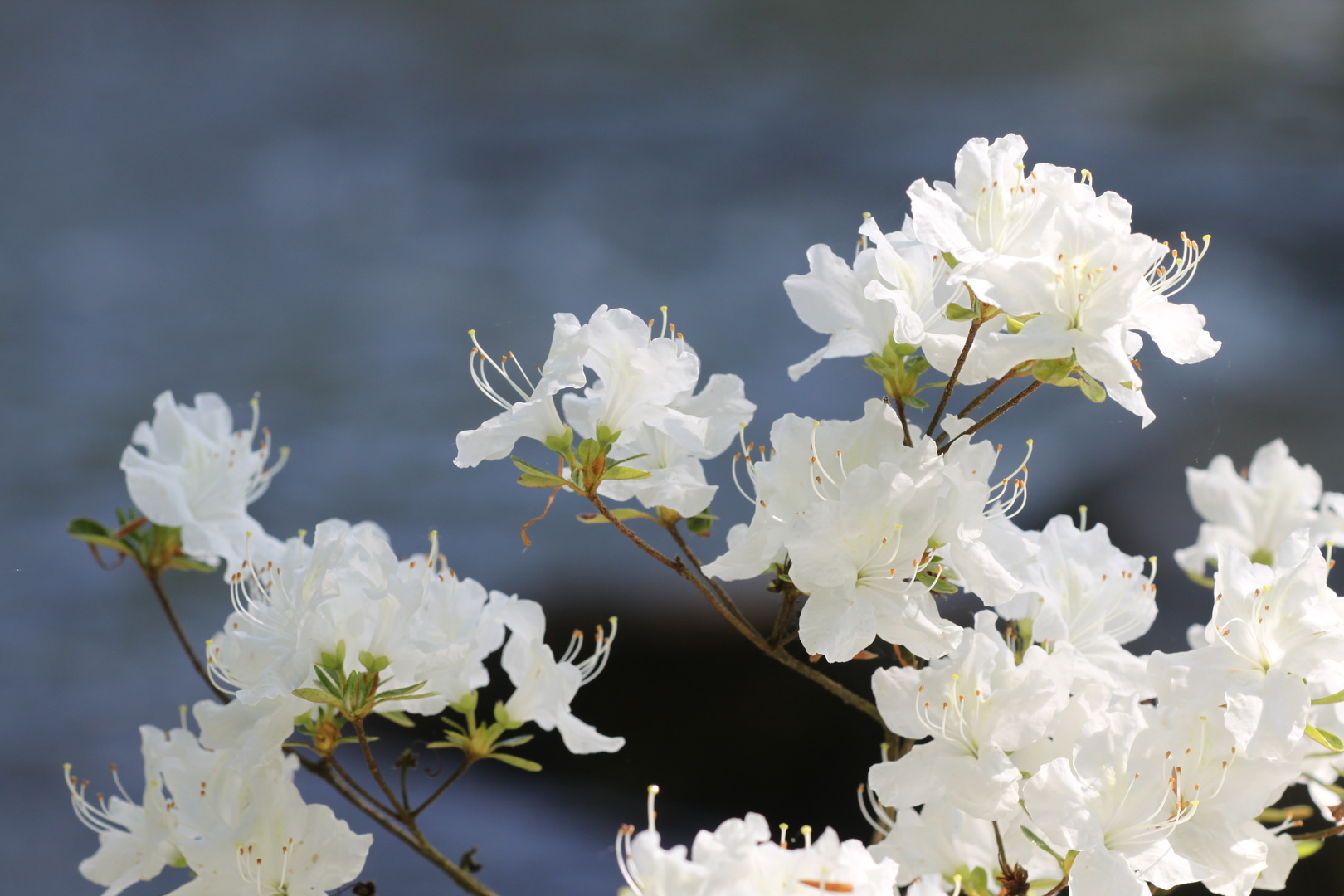 Blüten in Weiss