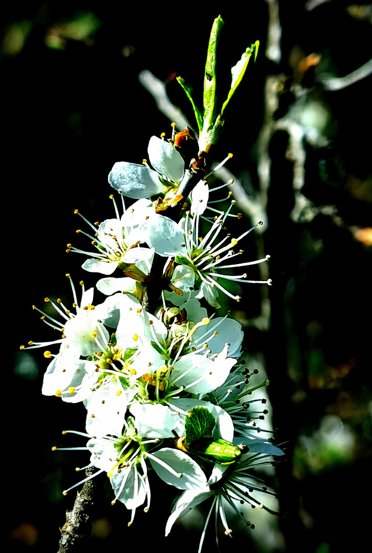 blüten in weiß