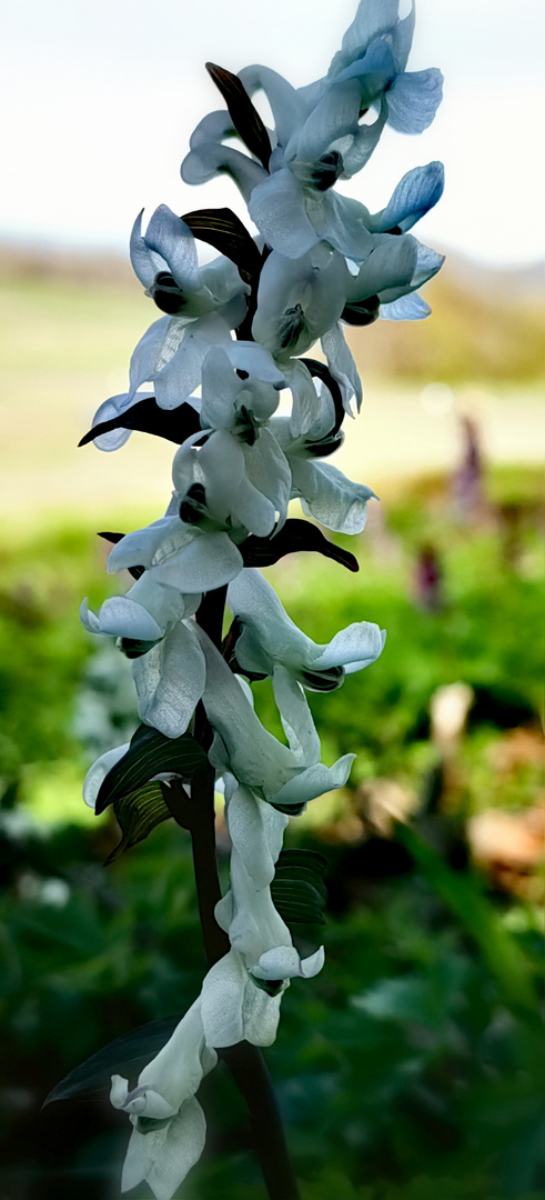 blüten in weiß