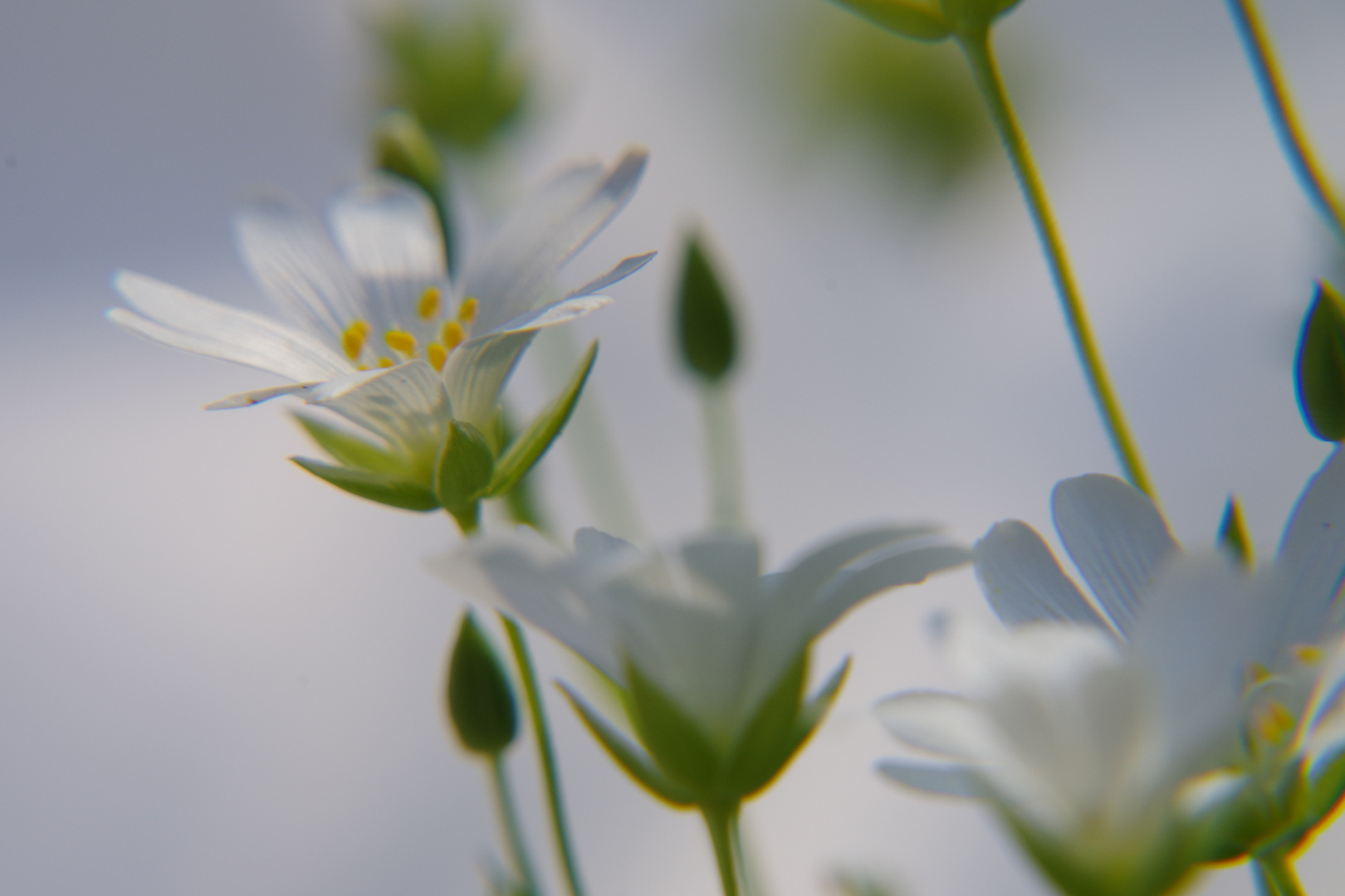 Blüten in weiß