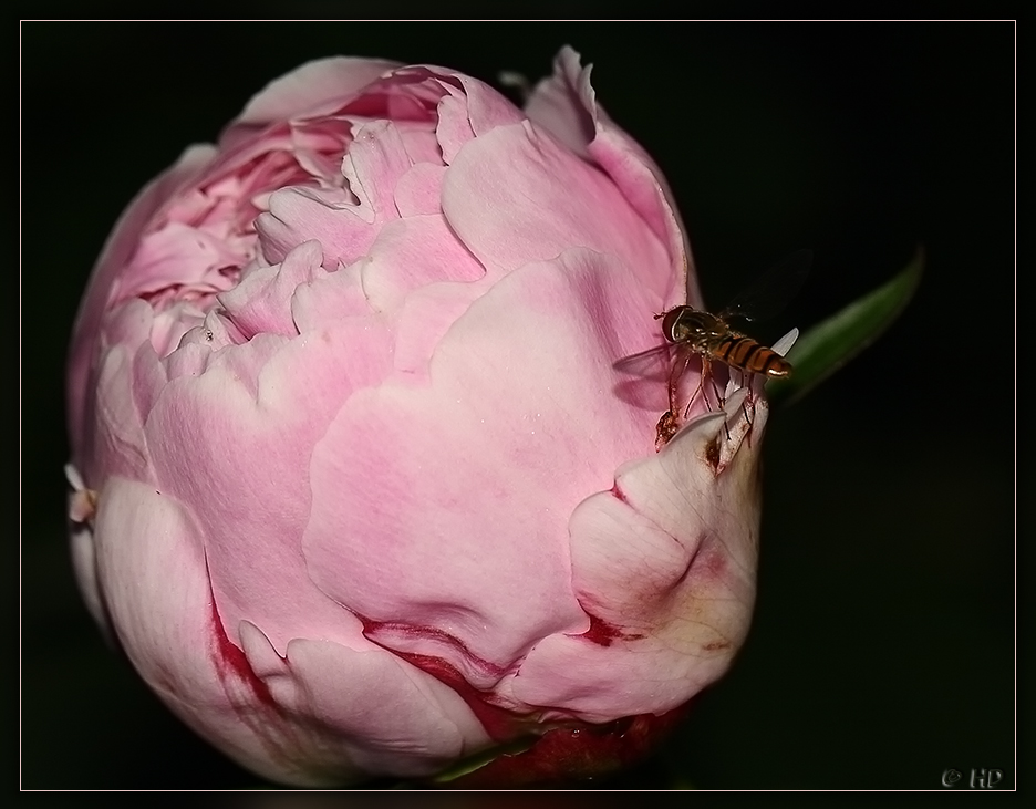 Blüten & Insekten