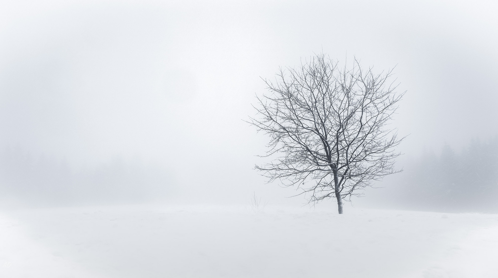 Blüten kann man noch mit Schnee vergleichen...