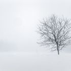 Blüten kann man noch mit Schnee vergleichen...