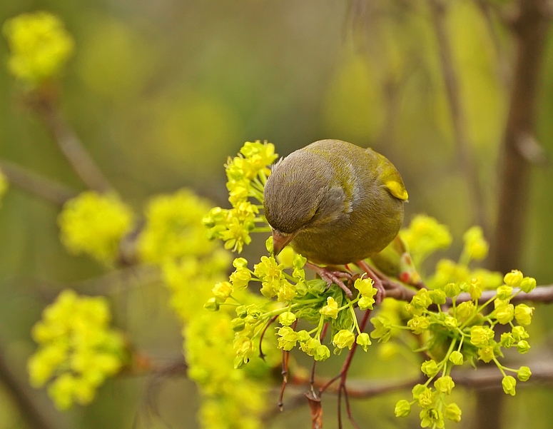 Blüten knabbern