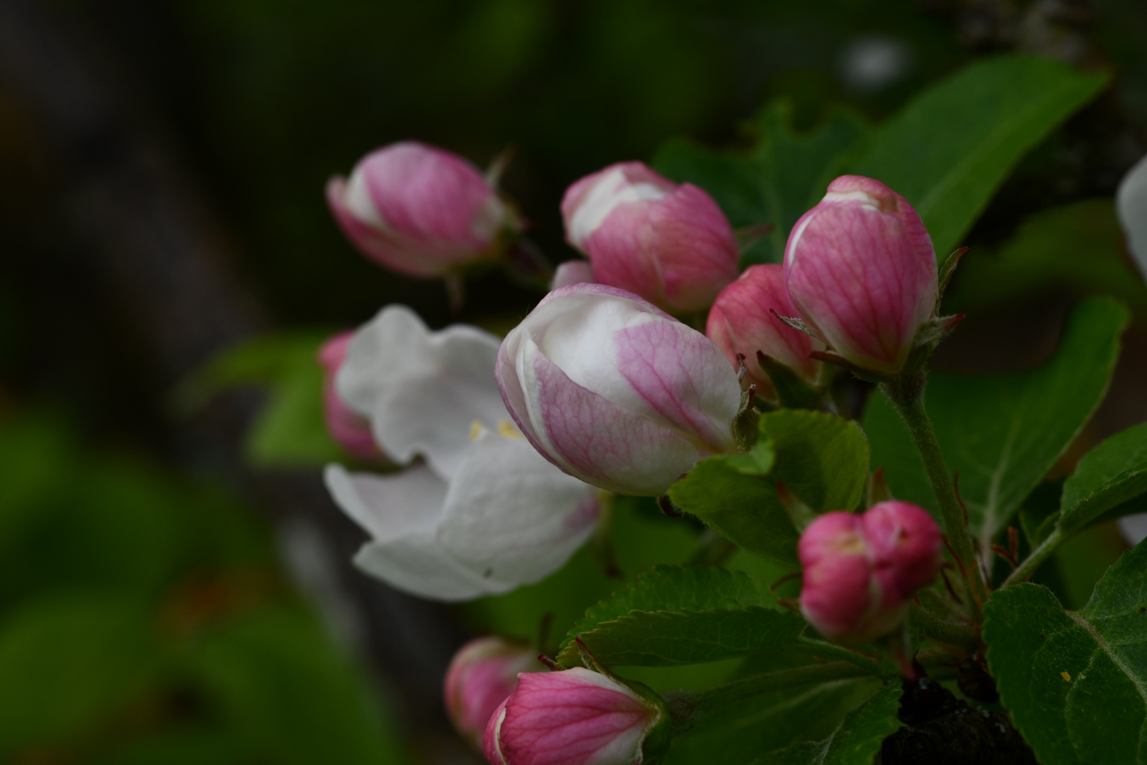 ** Blüten & Knospen **