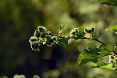 Blüten Knospen im Gegenlicht.