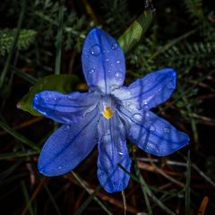 Blüten, Knospen und Zapfen im Frühjahr