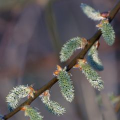 Blüten, Knospen und Zapfen im Frühjahr