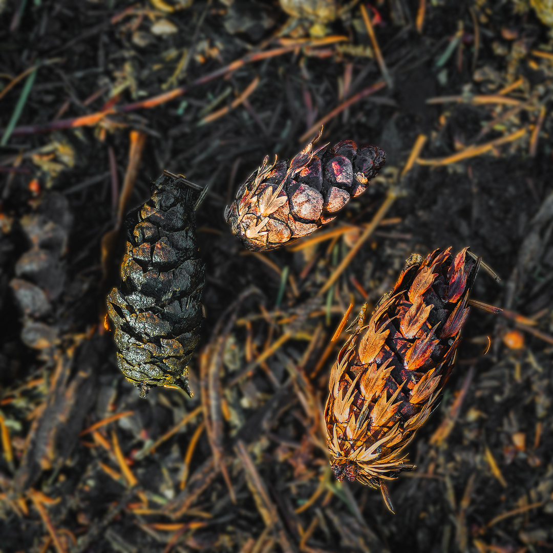 Blüten, Knospen und Zapfen im Frühjahr