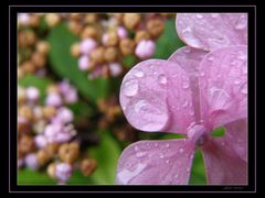 Blüten können auch bei Regen schön sein ;-))