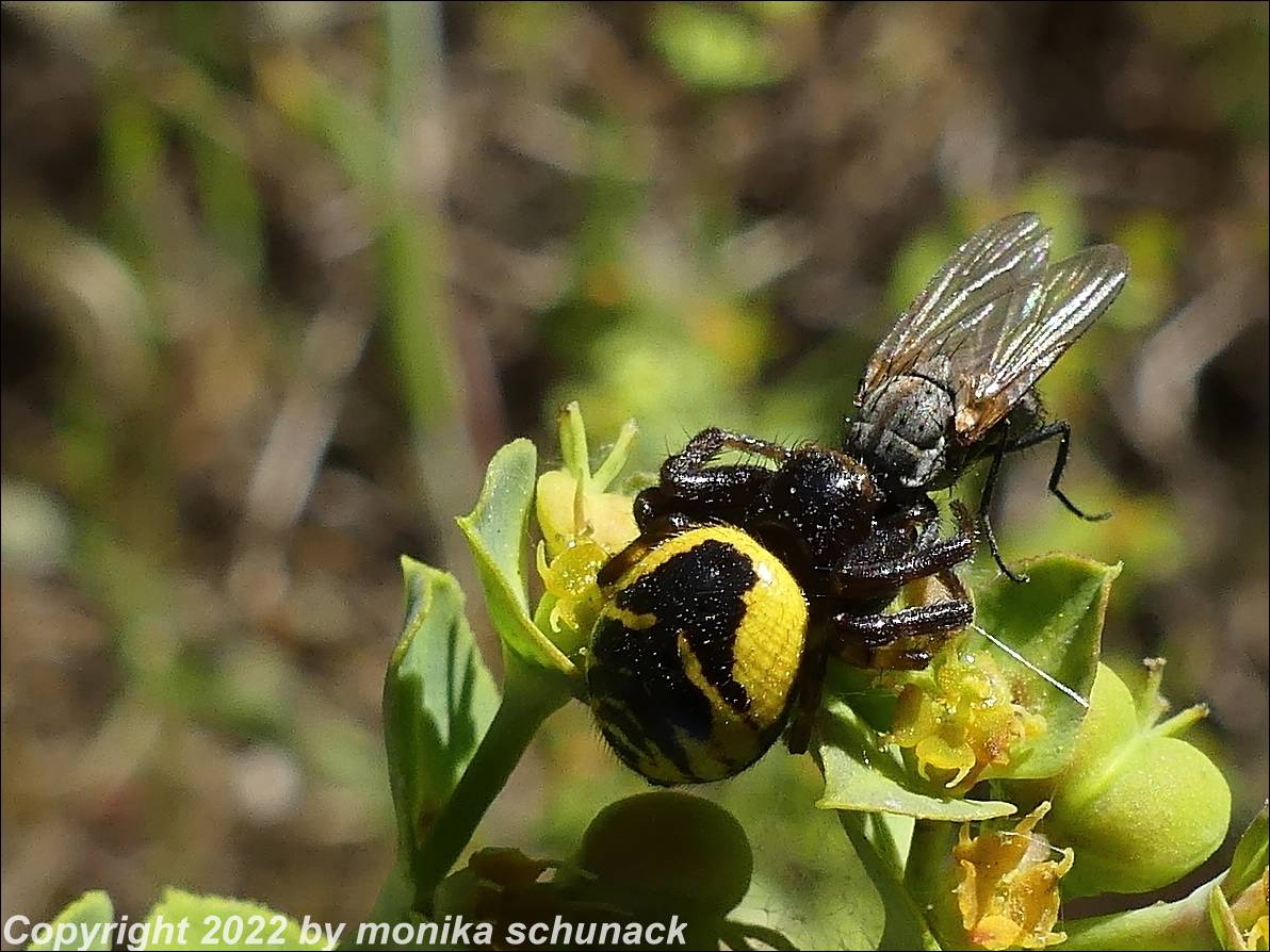 Blüten-Krabbenspinne