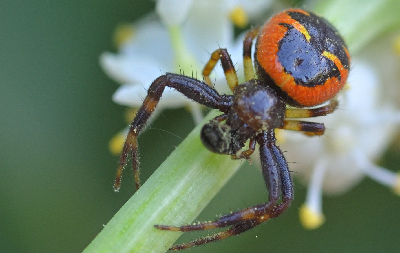 Blüten-Krabbenspinne mit Beute