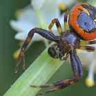 Blüten-Krabbenspinne mit Beute