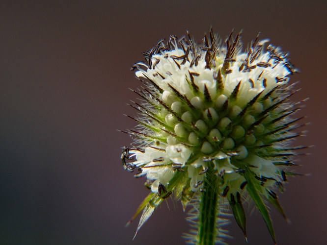 Blüten kurz vor der Explosion ...