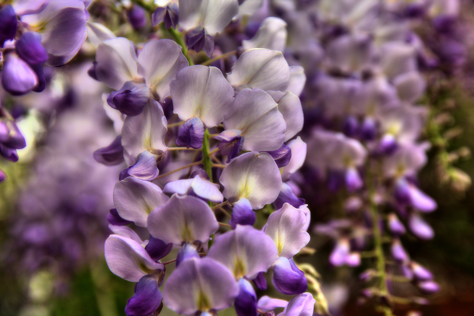 Blüten leuchten