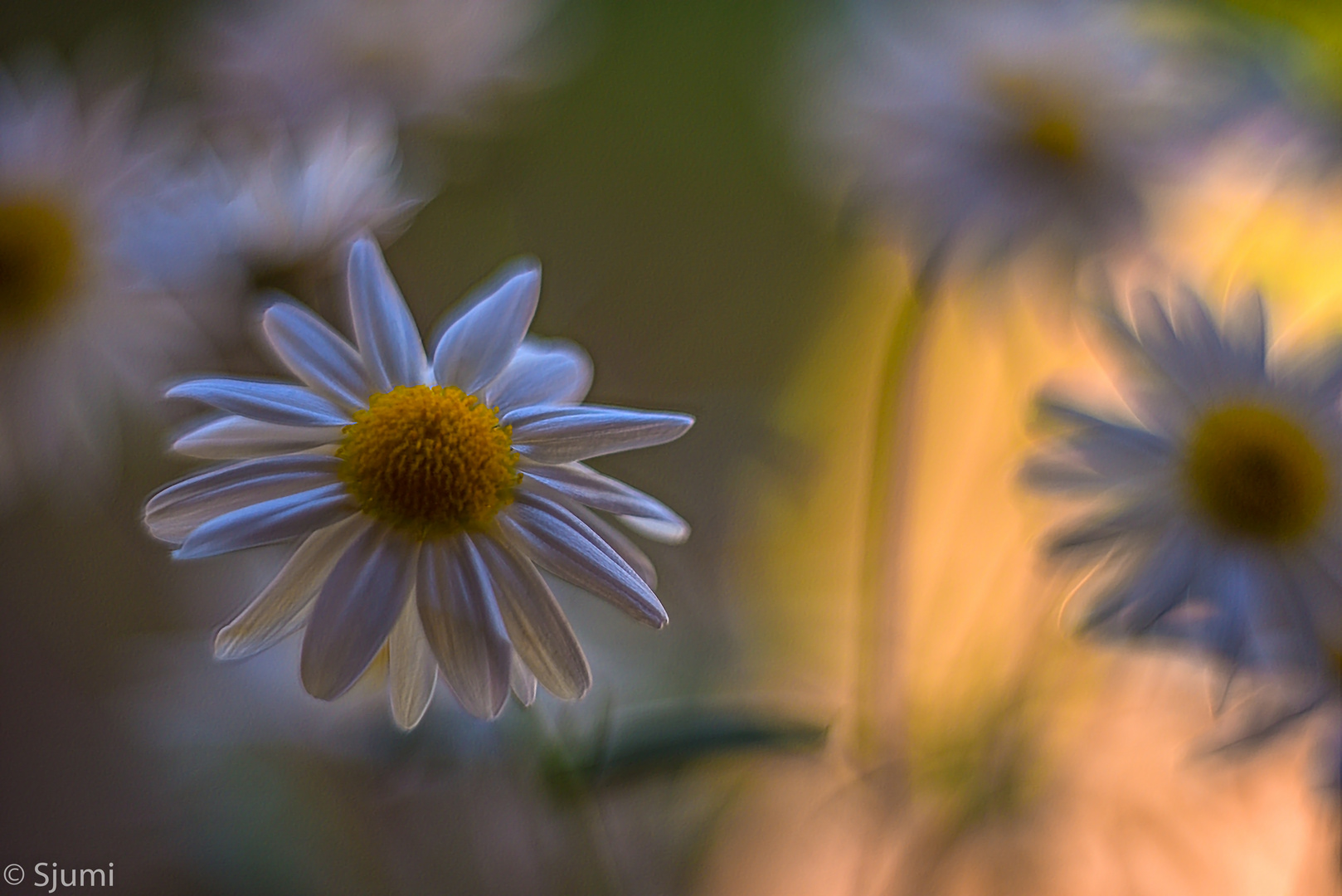 Blüten Lichtzauber