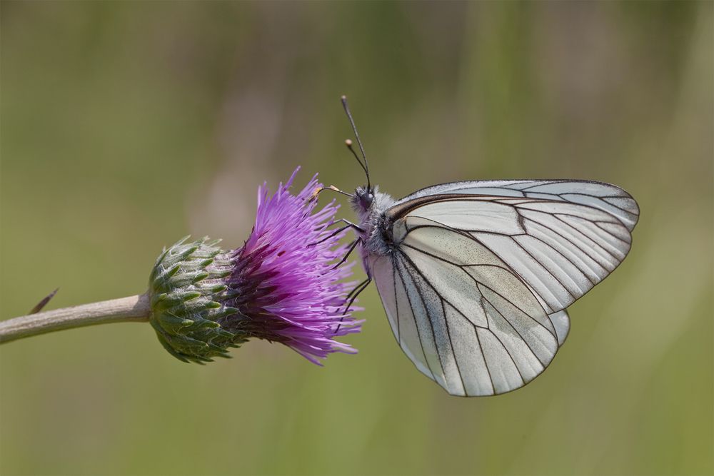 Blüten lieben diese Falter sehr.