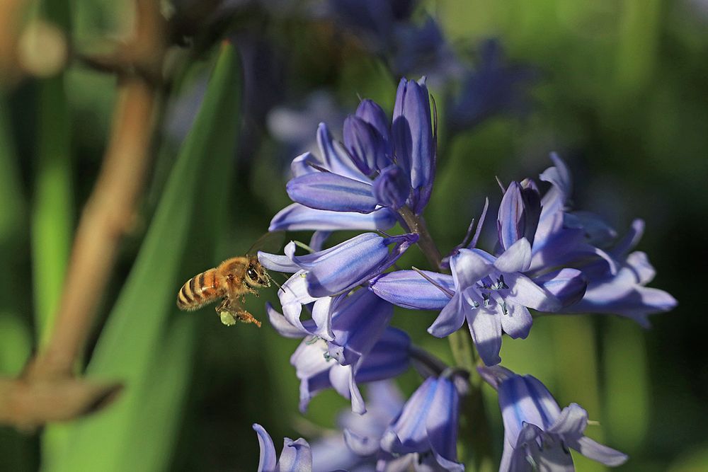 Blüten locken Bienen