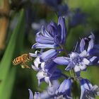 Blüten locken Bienen