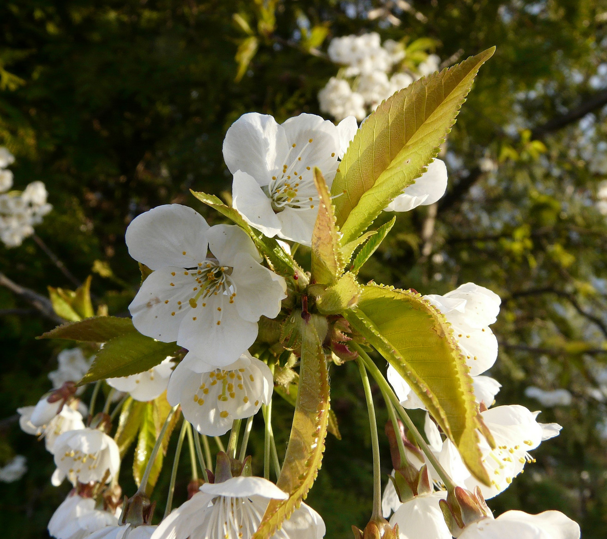 Blüten locken Morgensonnenstrahl