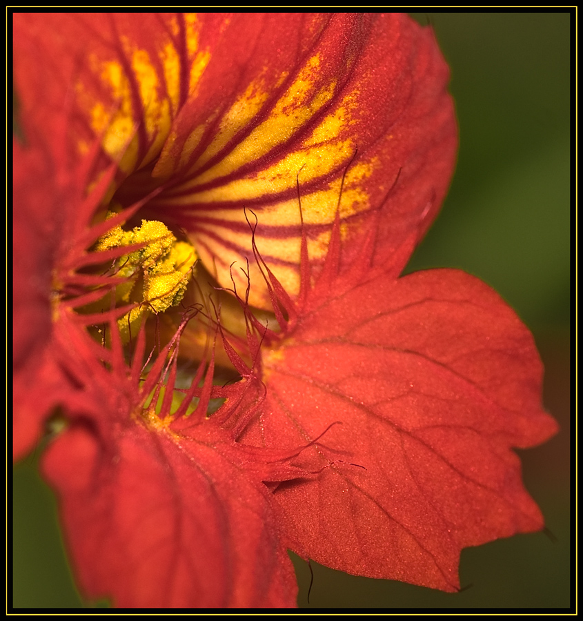 Blüten- Macro