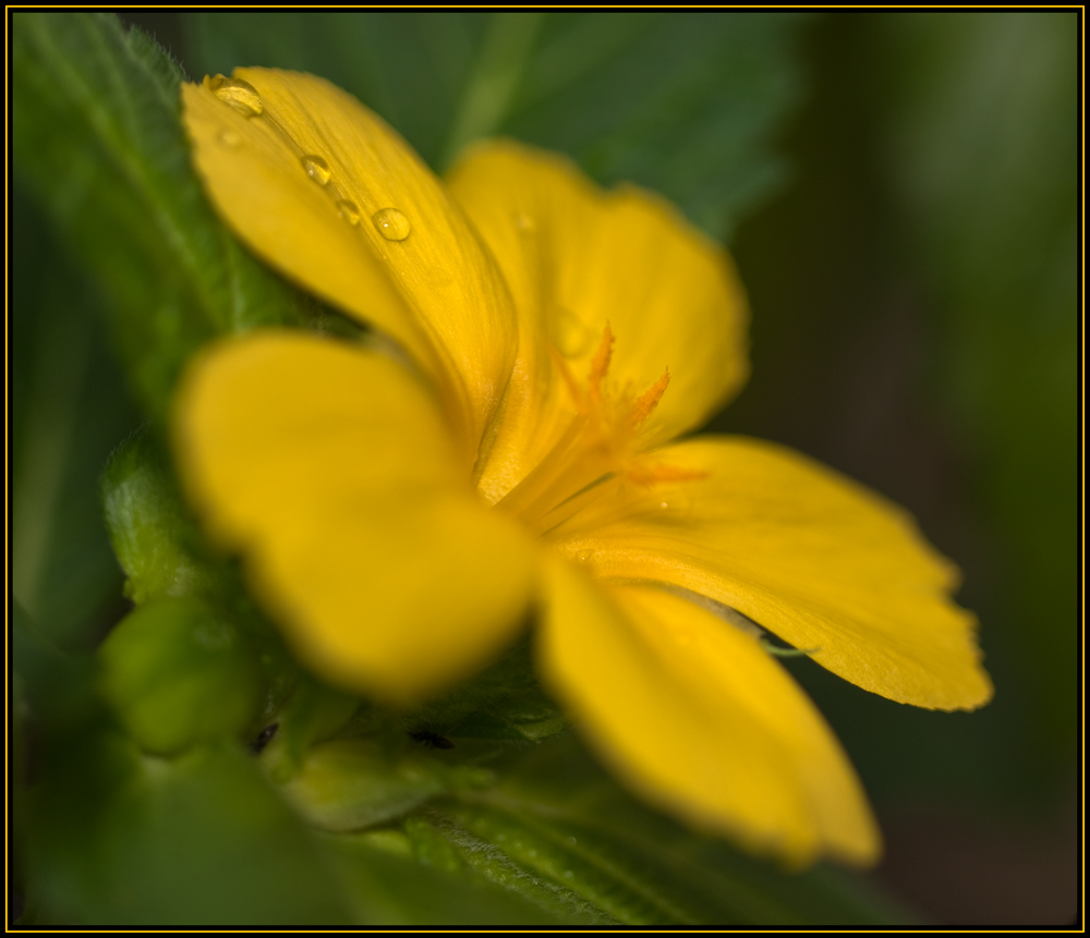 Blüten- Macro