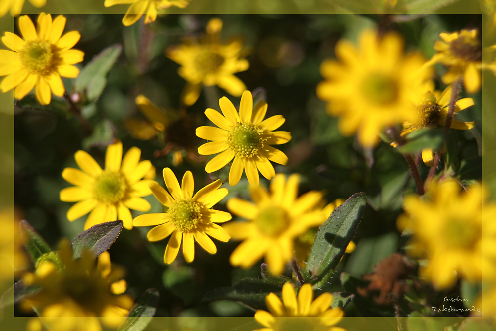 Blüten Makro