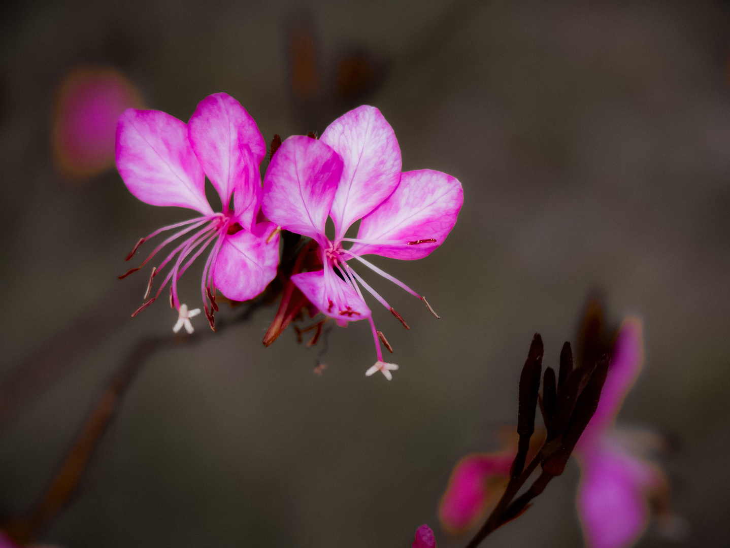 Blüten Makro 