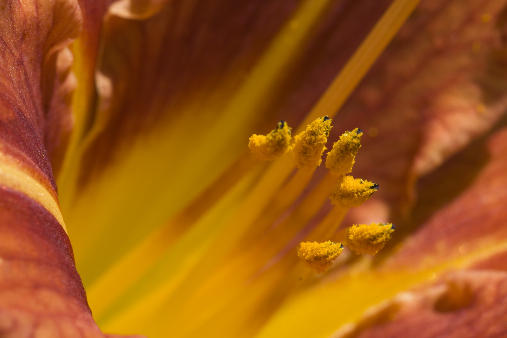 Blüten Makro