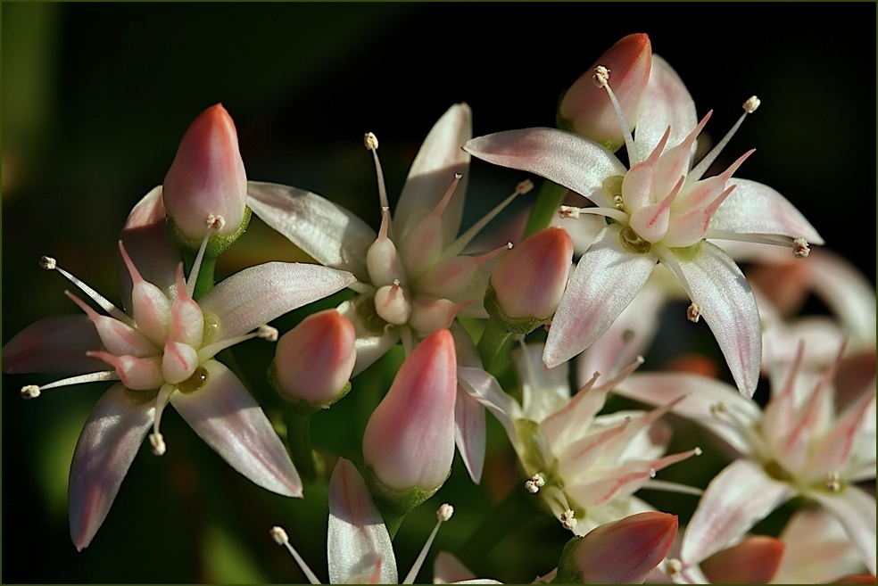 'Blüten' mal anders...