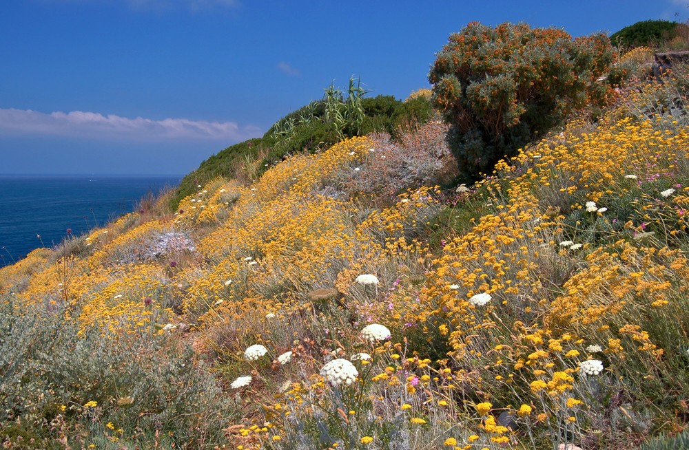 Blüten - Meer