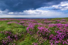 Blüten-Meer