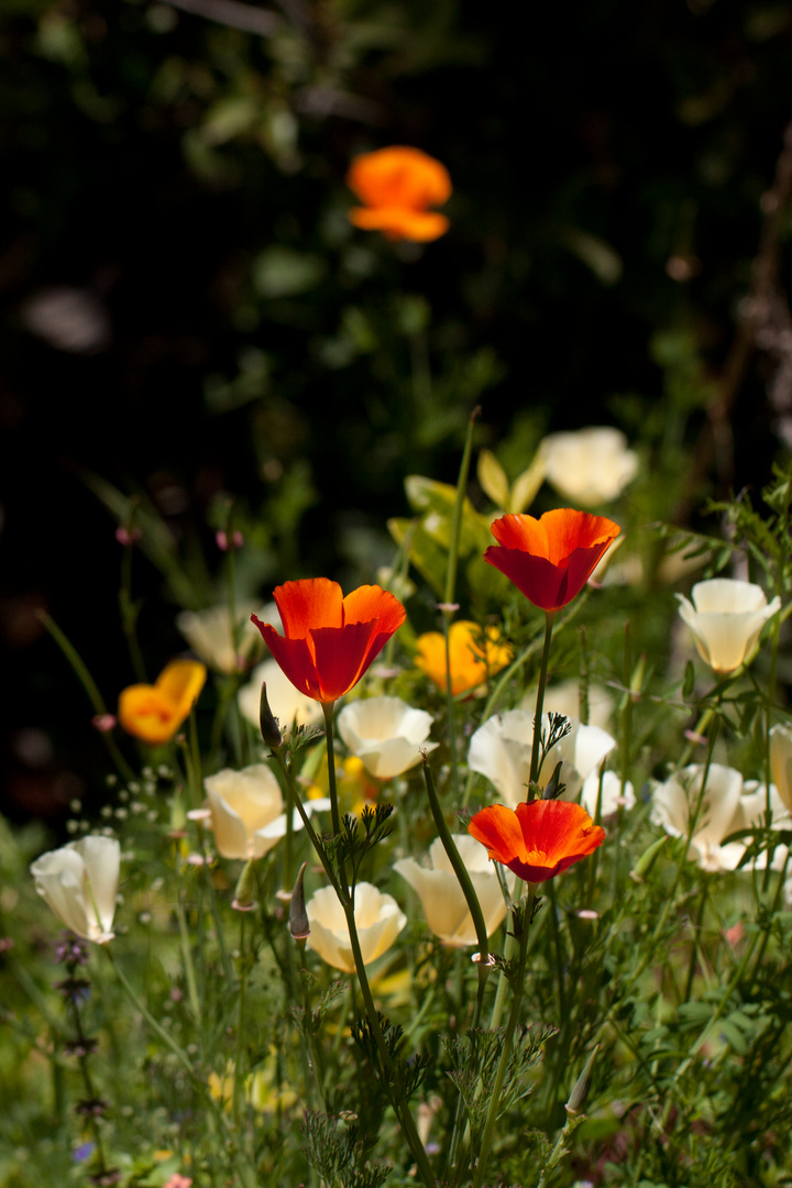 Blüten Meer