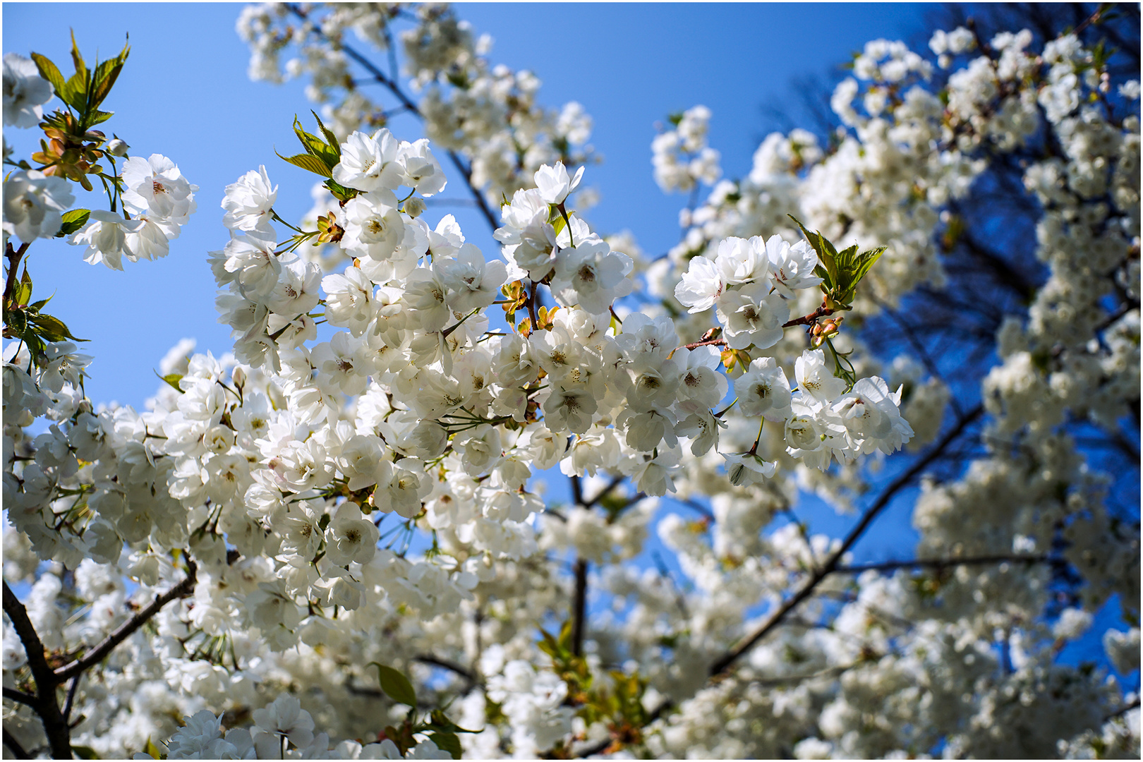 Blüten Meer