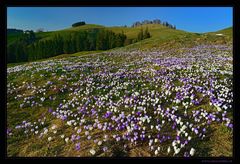 Blüten-Meer