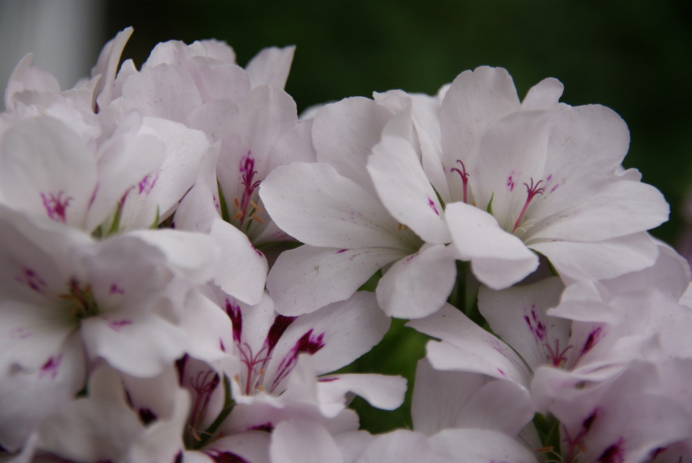 Blüten Meer oder mehr Blüten