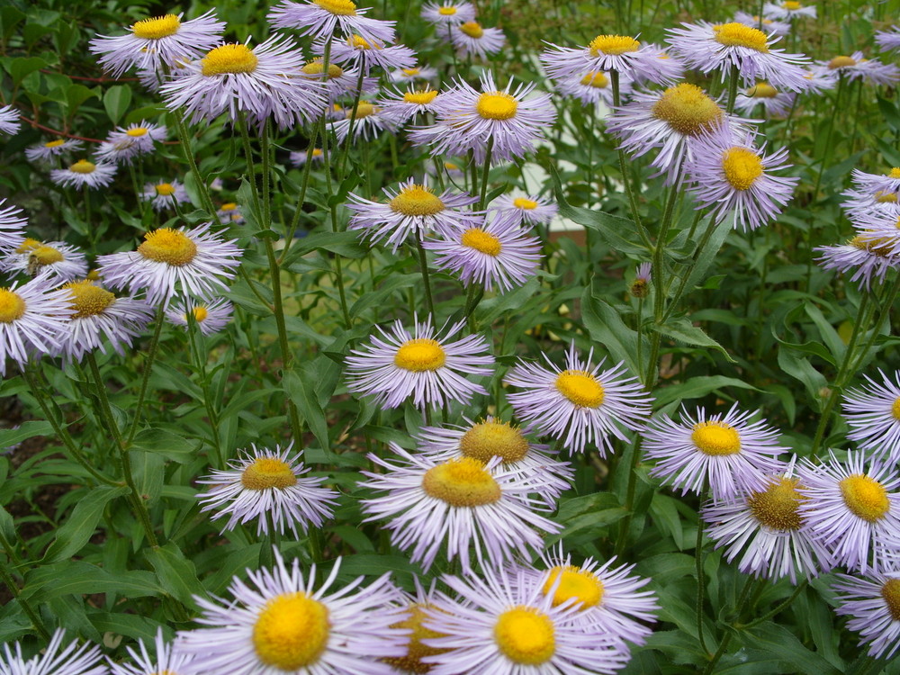 Blüten-Meer oder mehr Blüten?