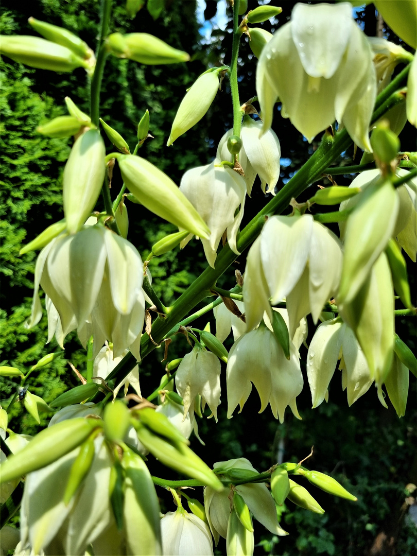 Blüten meiner Yucca Palme