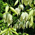 Blüten meiner Yucca Palme