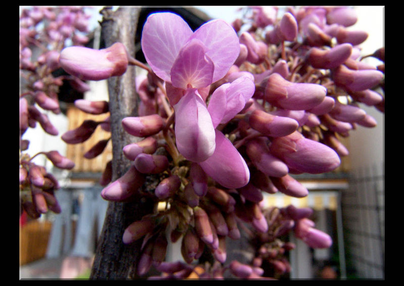 Blüten meines Orchideenbaumes